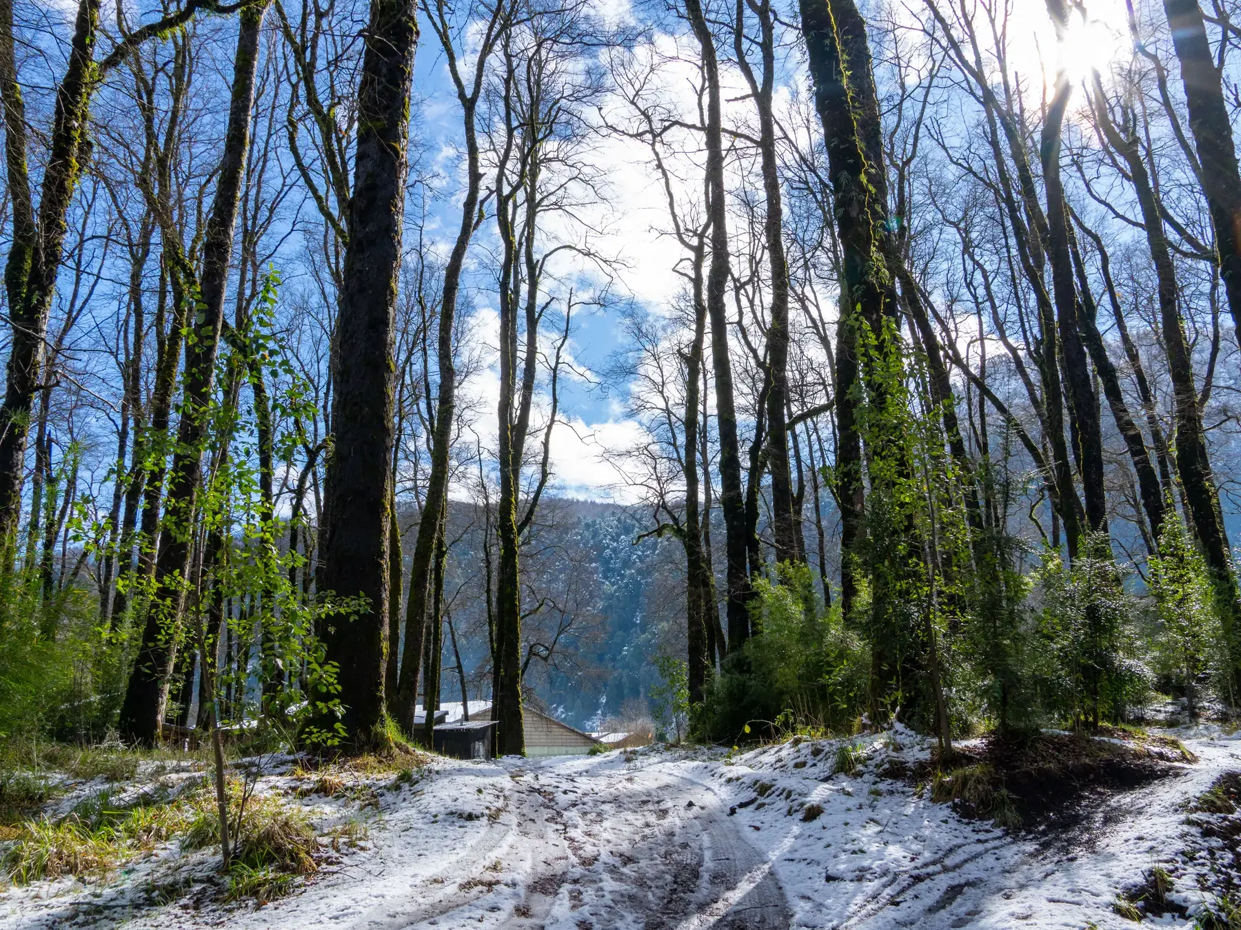 Sendero entre árboles nativos durante el invierno en Neltume