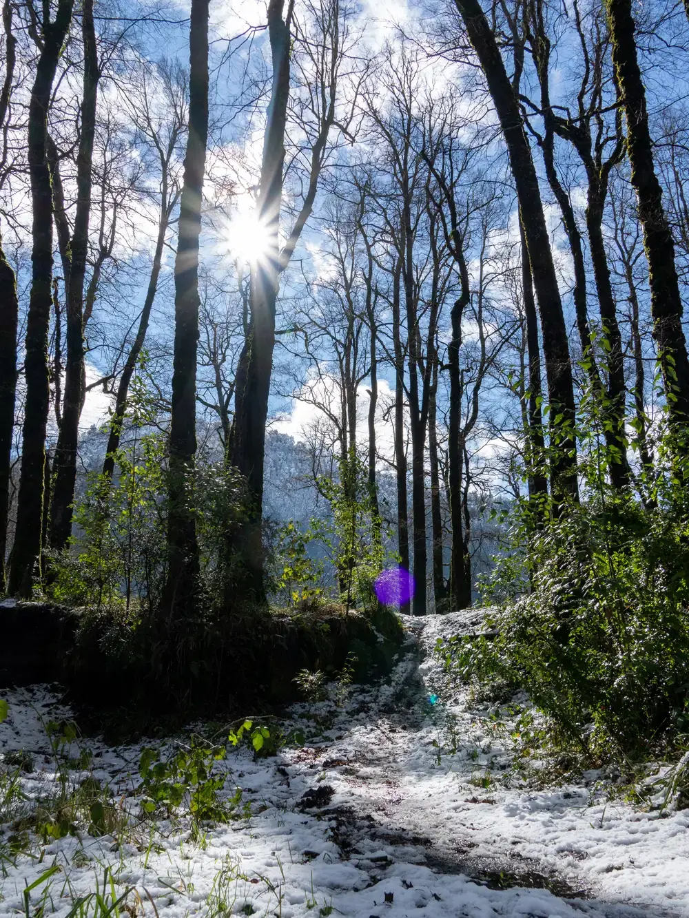 Sendero nevado atravesado por la luz entre los árboles de Neltume
